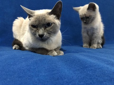 Siyam kedisi anne ve oğlumu sahiplendirmek istiyorum