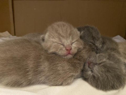 Yavru scottish fold kedilerimiz