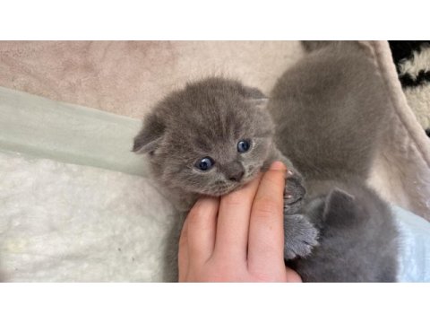 Scottish fold cins kedimizi sahiplendirme