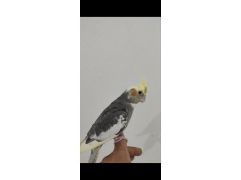 3 adet yavru sultan papağanı