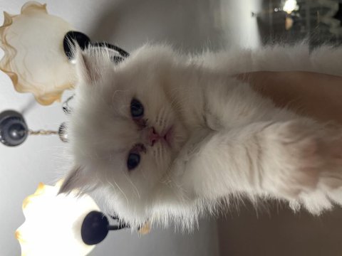 3 aylık yavrularımızı sahiplendiriyoruz persian