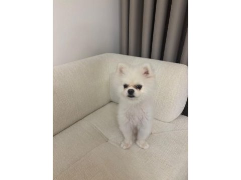 Acil 10 aylık pomeranian