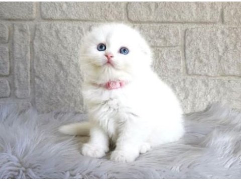 Irk ve sağlık garantili scottish fold