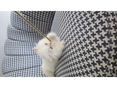 British longhair golden point erkek