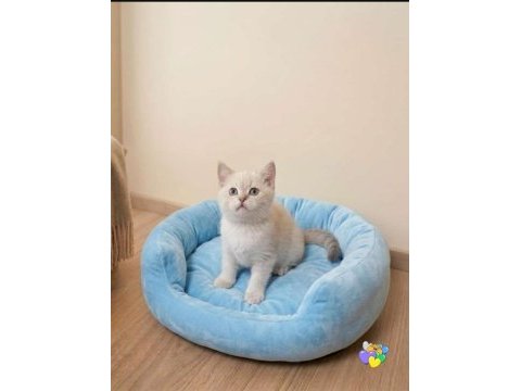 Pendik evden british shorthair