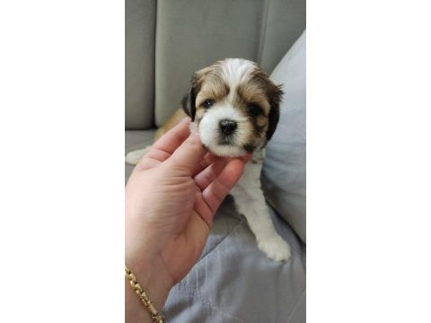 Shih tzu yavruları