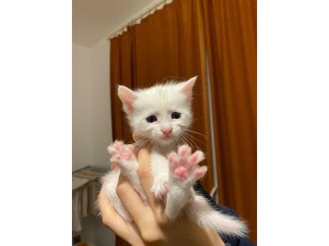 Minik aile kedimiz