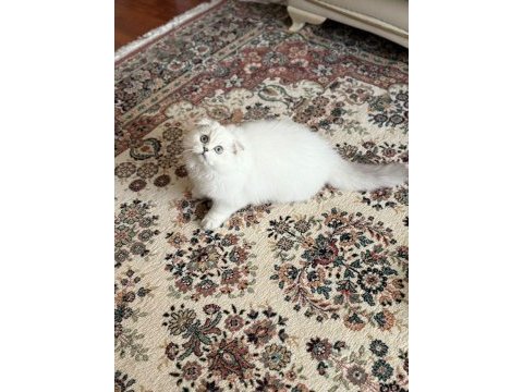 Scottish fold (ücretli sahiplendirme)