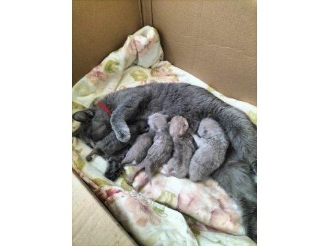 British shorthair yavrular rezerveye açıktır