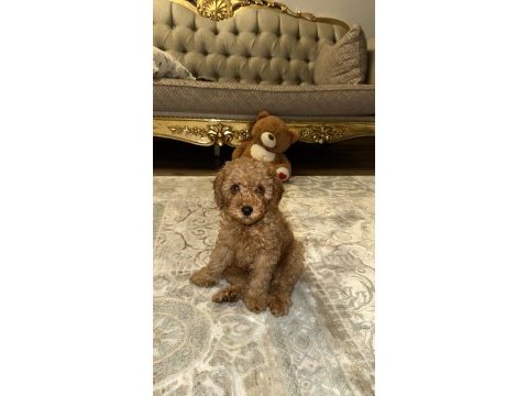 Toy poodle köpeği
