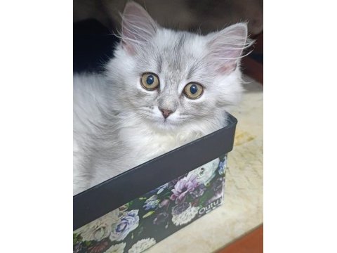 British longhair silver mükemmel gene sahipler