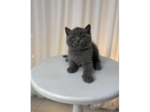 British shorthair yavrularımız