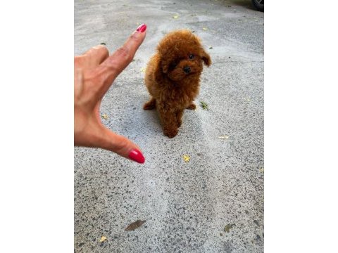 Orjinal güler yüzlü toy poodle yavru