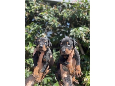 King doberman yavruları