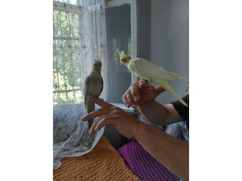 Sağlıklı sultan papağanı