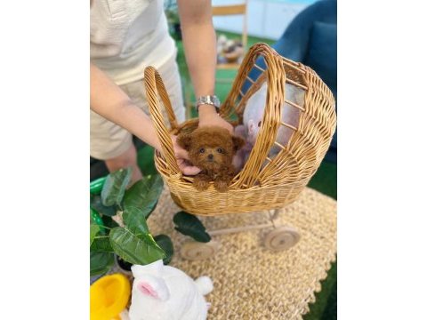 Şecereli toy poodle veteriner kontrollü yavrular