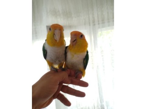Evcil dna belgeli caique takım
