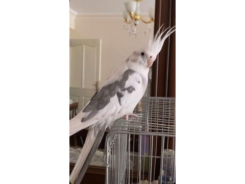 Whiteface pied özel ırk sultan uygundur