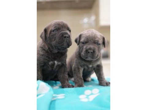 A scrli anne babadan cane corso yavrular kapıda ödeme
