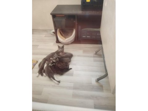 Yavru kedilerimizi sahiplendirmek istiyoruz