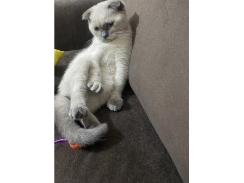 Scottish fold blue point