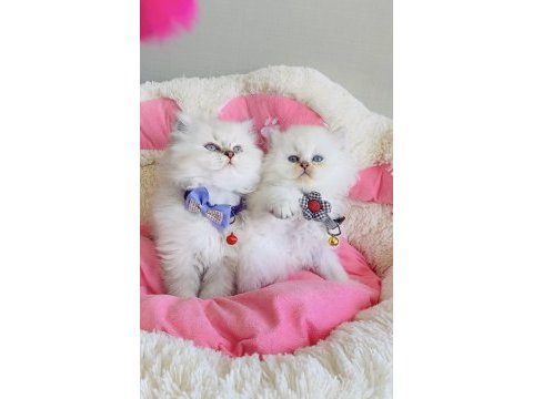 Maviş point british longhair bebeğim 
