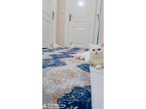 Baba tam eğitimli ve deneyimli british shorthair