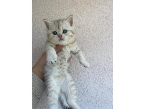 British shorthair