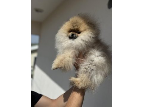 Show kalite teddy face pomeranian boo yavrularımız