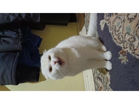 Scottish fold 2 yaşında kedimiz