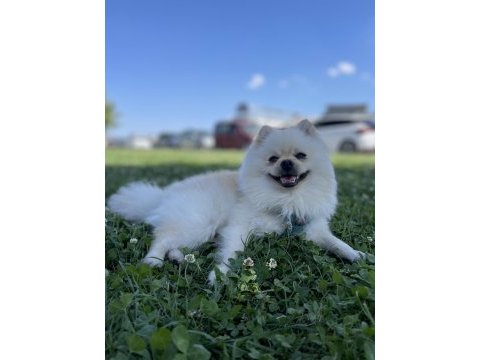 Oyuncu eğitimli bir pomeranian