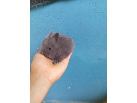 Cüce tavşan yavruları