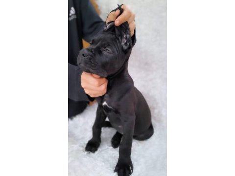 A scr kıf fcı belgeli cane corso yavrular