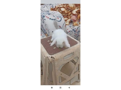 Hollanda teddy lop tavşan yavruları