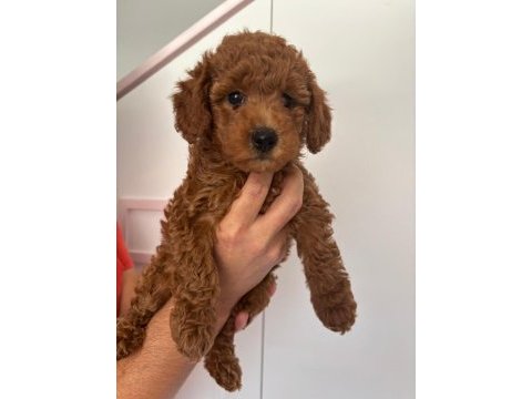 Toy poodle dişi 3.5 aylık
