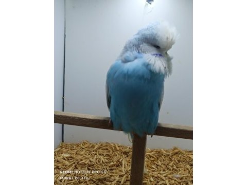 Show jumbo muhabbet kuşlar