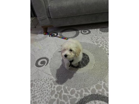 Bebek maltipoo