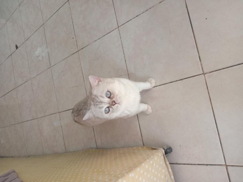 British shorthair blue point