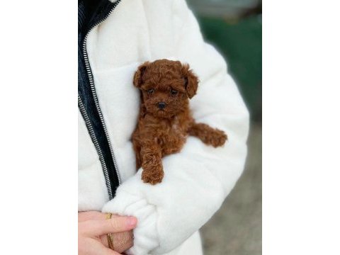 Bakanlık onaylı çiftlikten toy ve teacup poodle yavruları
