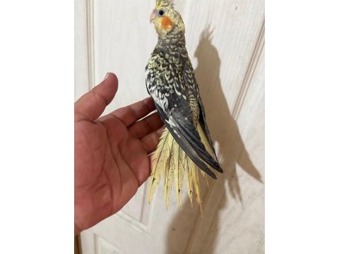 65 günlük full evcil kusursuz bebek sultan