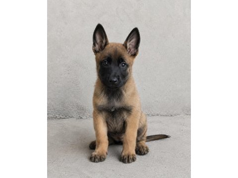 Üst düzey belçika malinois yavruları