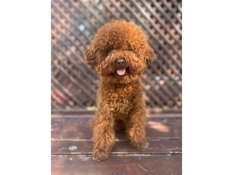Tüy dökmeyen sağlık ırk kalite garantili poodle yavrularımız