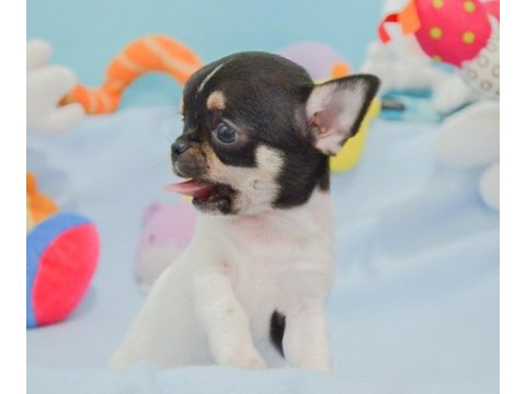 Bardak boy chihuahua yavrular sizlerle
