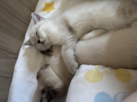 British shorthair kedisi
