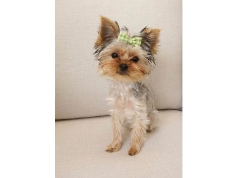 Teacup en minik boy yorkshire terrier