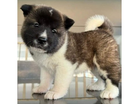 Safkan amerikan akita inu