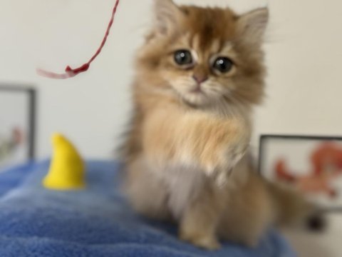 Ankaranın en elit british shorthair ve longhair yavruları