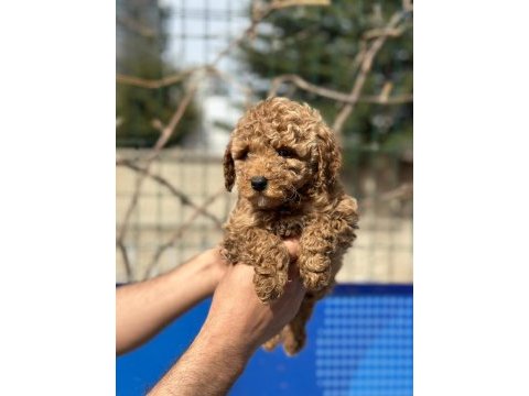 Poodle yavrularımız