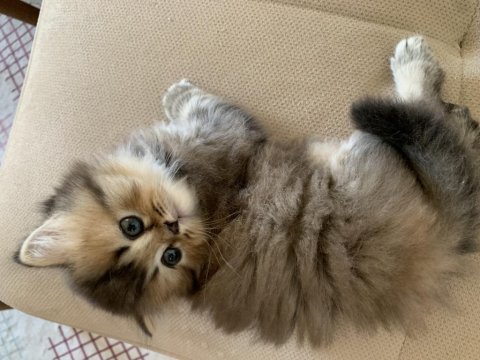 British longhair gold nadir renklerden