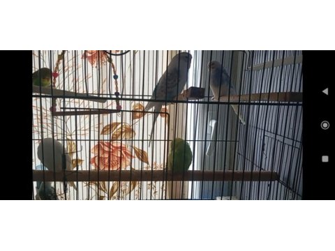 Yavru muhabbet kuşlar